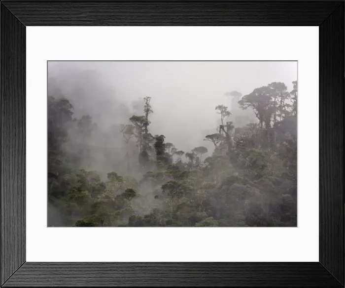 Framed Print : Cloud forest along route from Totoro to Inza, Colombia, South America Framed Print : Cloud forest along route from Totoro to Inza, Colombia, South America