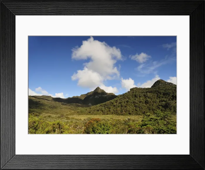Framed Print : Frailejones, Navado de Huilo, Colombia, South America Framed Print : Frailejones, Navado de Huilo, Colombia, South America