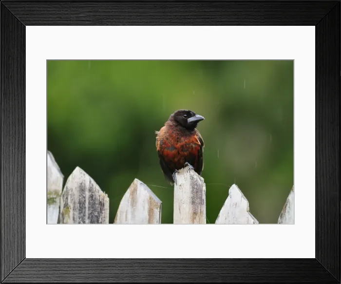 Framed Print : Bird on fence, Terradentro, Colombia, South America Framed Print : Bird on fence, Terradentro, Colombia, South America