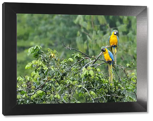 Two Macaws perched on a branch, Terradentro, Colombia, South America