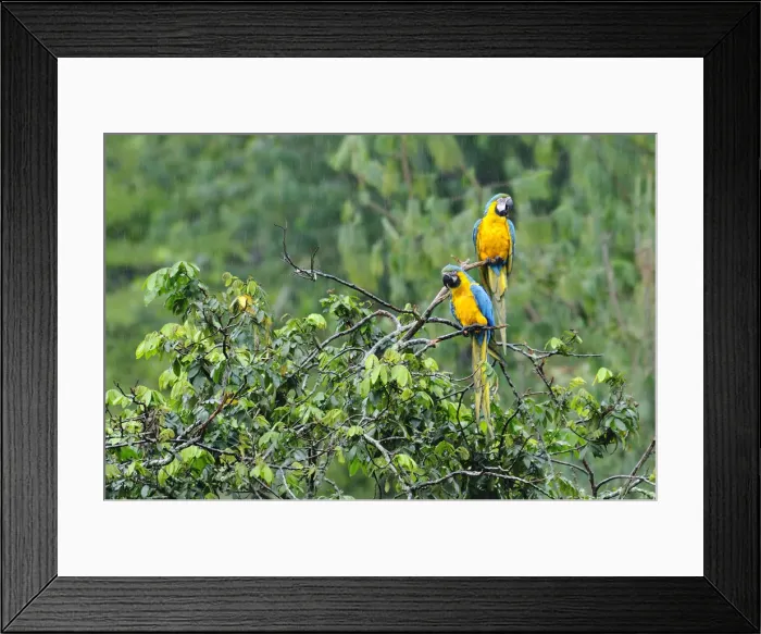 Framed Print : Two Macaws perched on a branch, Terradentro, Colombia, South America Framed Print : Two Macaws perched on a branch, Terradentro, Colombia, South America