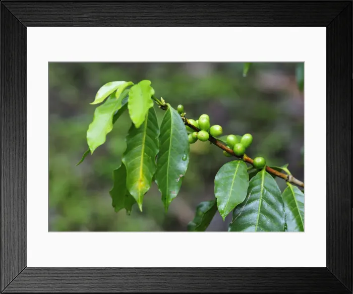 Framed Print : Coffee bean plant, Terradentro, Colombia, South America Framed Print : Coffee bean plant, Terradentro, Colombia, South America