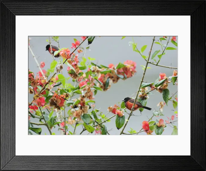 Framed Print : Two birds perched on tree, Terradentro, Colombia, South America Framed Print : Two birds perched on tree, Terradentro, Colombia, South America