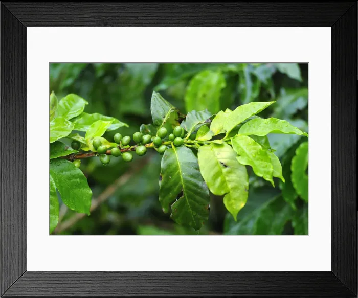 Framed Print : Coffee plant in Buenavista, Colombia, South America Framed Print : Coffee plant in Buenavista, Colombia, South America