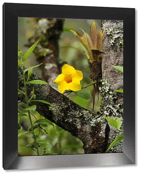 Yellow flower on tree, Terradentro, Colombia, South America