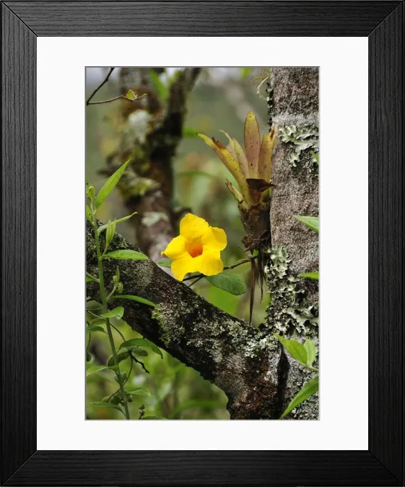 Framed Print : Yellow flower on tree, Terradentro, Colombia, South America Framed Print : Yellow flower on tree, Terradentro, Colombia, South America