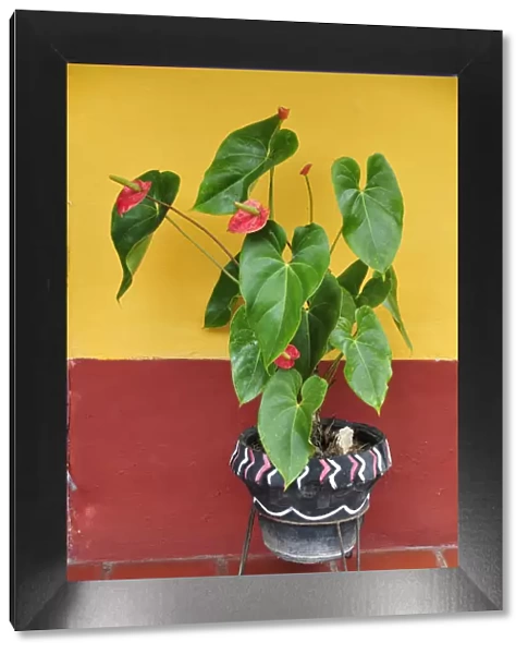 Colourful wall and plant pot, Terradentro, Colombia, South America