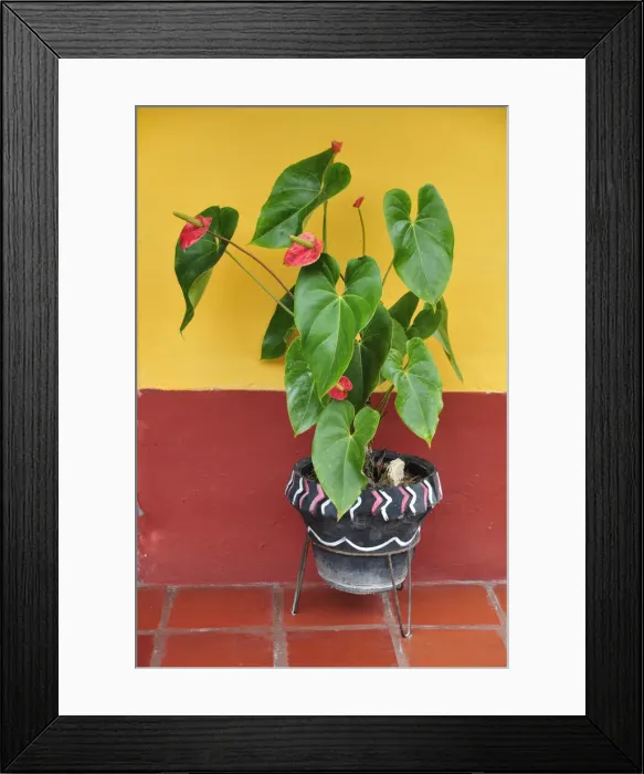 Framed Print : Colourful wall and plant pot, Terradentro, Colombia, South America Framed Print : Colourful wall and plant pot, Terradentro, Colombia, South America
