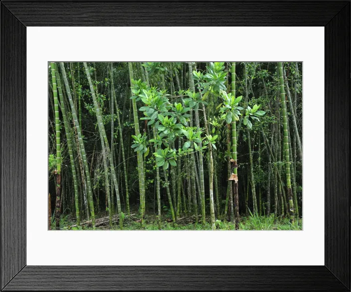 Framed Print : Bamboo Forest at Hacienda San Jose, Pereira, Colombia, South America Framed Print : Bamboo Forest at Hacienda San Jose, Pereira, Colombia, South America