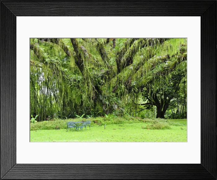 Framed Print : Garden at Hacienda San Jose, Pereira, Colombia, South America Framed Print : Garden at Hacienda San Jose, Pereira, Colombia, South America