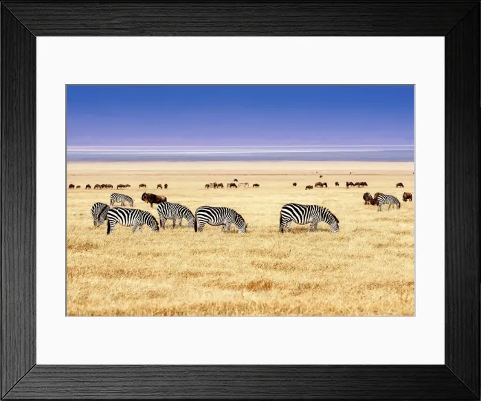 Framed Print : Ngorongoro Conservation Area, Tanzania, Africa. Zebras grazing on the savannah in Africa Framed Print : Ngorongoro Conservation Area, Tanzania, Africa. Zebras grazing on the savannah in Africa