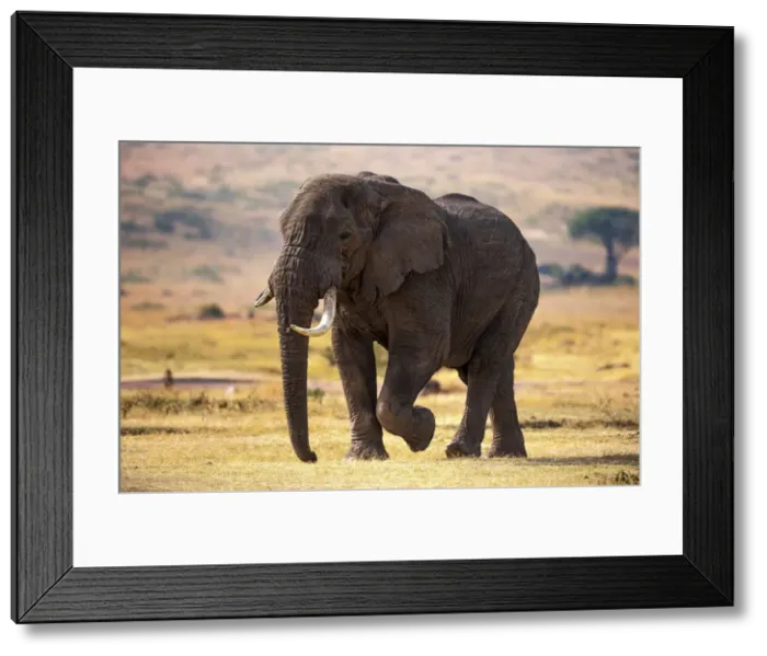 Framed Print : Ngorongoro Conservation Area, Tanzania, Africa. African bush elephant Framed Print : Ngorongoro Conservation Area, Tanzania, Africa. African bush elephant