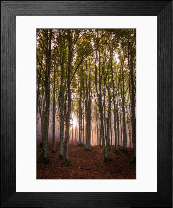Framed Print : Foreste Casentinesi National Park, Badia Prataglia, Tuscany, Italy Backlight in Framed Print : Foreste Casentinesi National Park, Badia Prataglia, Tuscany, Italy Backlight in