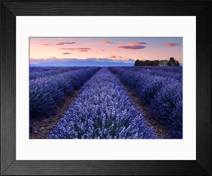 Framed Print : Just after sunset on the Valensole Plateau, Provence, Provence-Alpes-Ca'te d Azur Framed Print : Just after sunset on the Valensole Plateau, Provence, Provence-Alpes-Ca'te d Azur