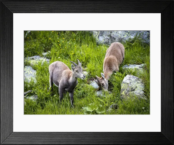 Framed Print : Alpine ibex, Lac de Cheserys, Chamonix, France