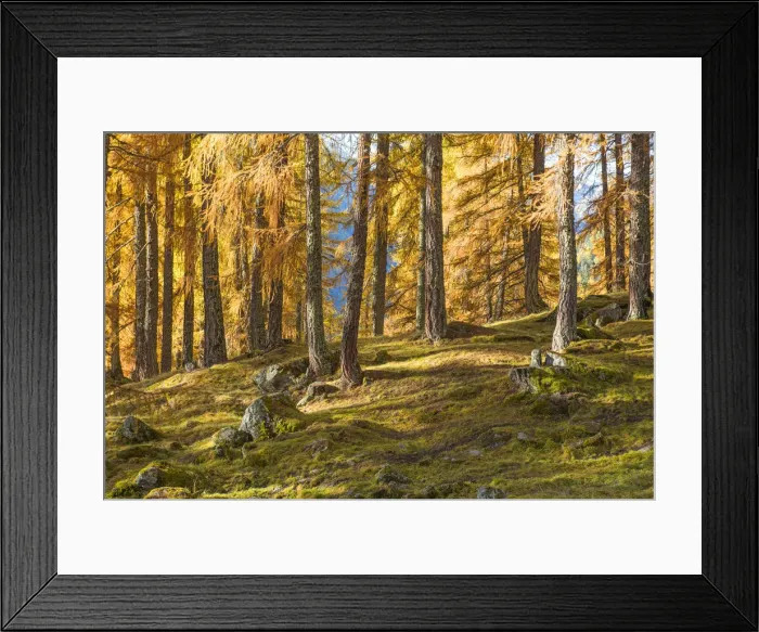 Framed Print : Pine forest towards Lake Tovel Europe, Italy, Trentino Alto Adige, Sun valley, Pejo city