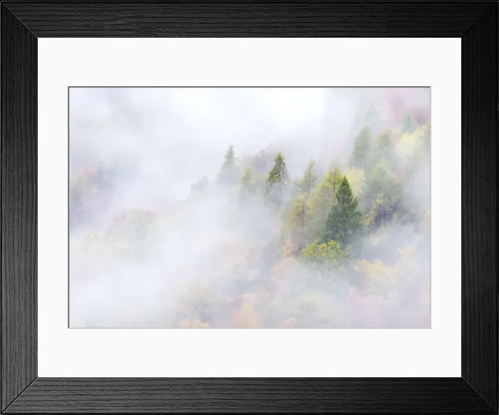 Framed Print : The colors of autumn in the woods Europe, Italy, Trento district, Natural park Adamello Framed Print : The colors of autumn in the woods Europe, Italy, Trento district, Natural park Adamello