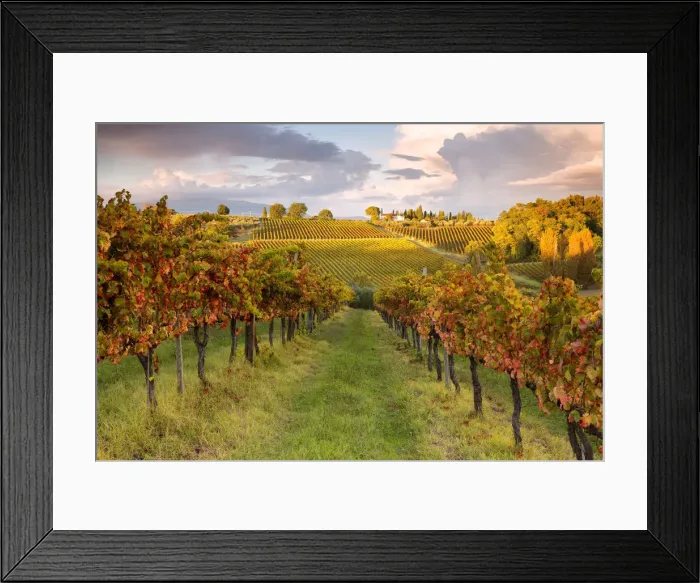 Framed Print : Europe, Italy, Umbria, Perugia district, Montefalco. Vineyards in autumn Framed Print : Europe, Italy, Umbria, Perugia district, Montefalco. Vineyards in autumn