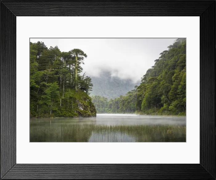 Framed Print : Lago del Toro amidst green Araucaria trees, Huerquehue National Park, Pucon, Araucania Framed Print : Lago del Toro amidst green Araucaria trees, Huerquehue National Park, Pucon, Araucania