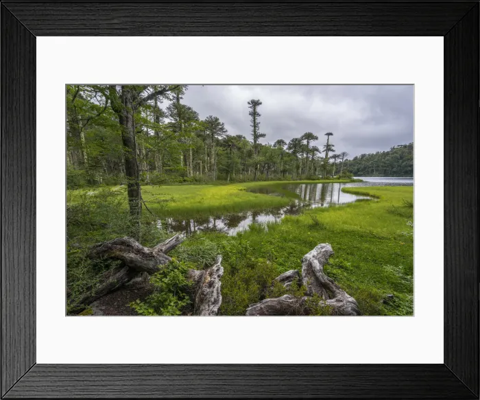 Framed Print : Lago del Toro amidst green Monkey Puzzle trees, Huerquehue National Park, Pucon, Araucania Framed Print : Lago del Toro amidst green Monkey Puzzle trees, Huerquehue National Park, Pucon, Araucania