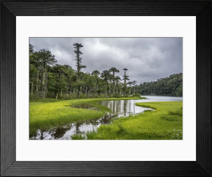 Framed Print : Lago del Toro amidst green Monkey Puzzle trees, Huerquehue National Park, Pucon, Araucania Framed Print : Lago del Toro amidst green Monkey Puzzle trees, Huerquehue National Park, Pucon, Araucania