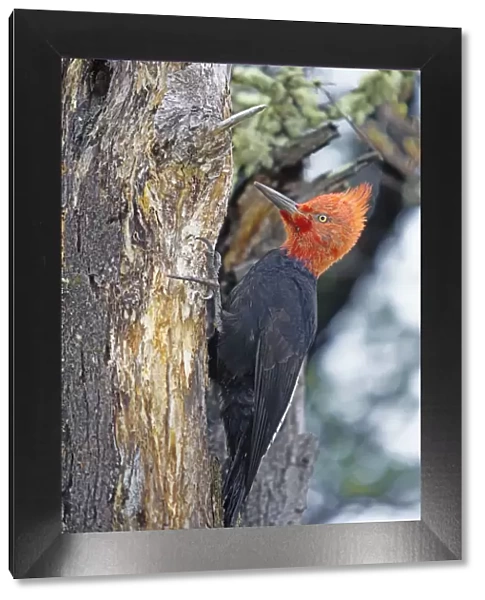 Male Magellanic Woodpecker (Compephilus magellanicus), Lago Gray, Torres del Paine