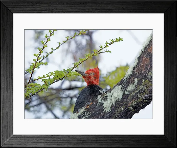 Framed Print : Male Magellanic Woodpecker (Compephilus magellanicus), Lago Gray, Torres del Paine Framed Print : Male Magellanic Woodpecker (Compephilus magellanicus), Lago Gray, Torres del Paine