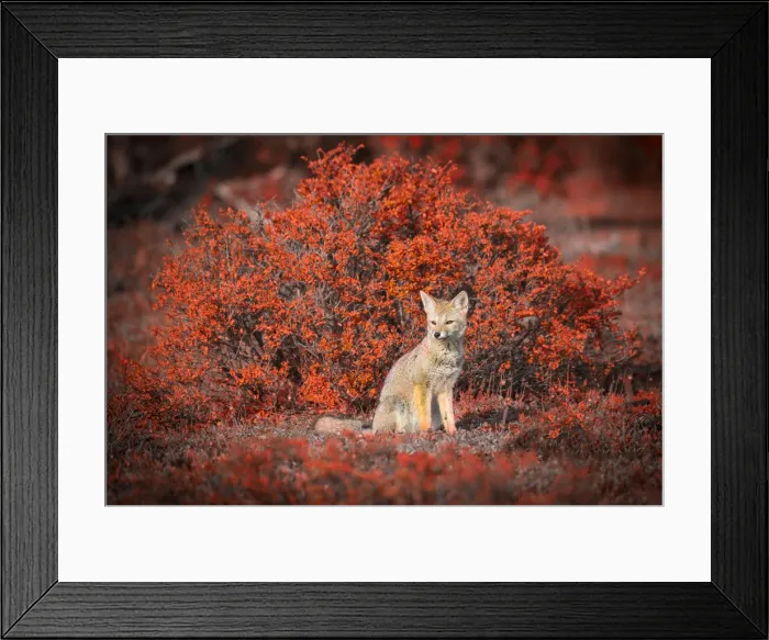 Framed Print : South America, Tierra del Fuego, Chile, fox Framed Print : South America, Tierra del Fuego, Chile, fox