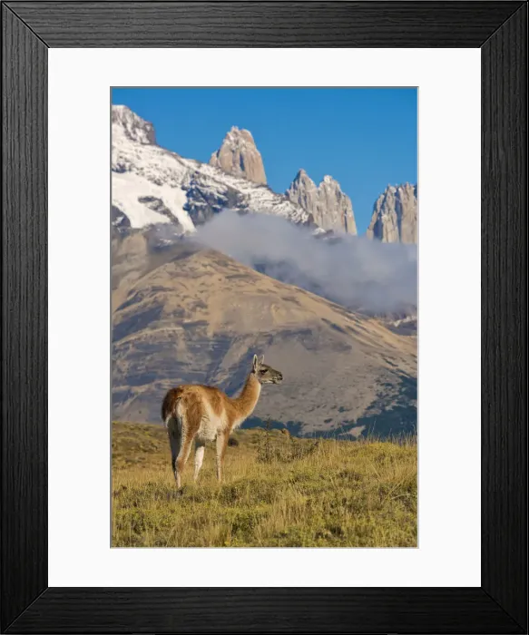 Framed Print : South America, Patagonia, Chile, Torres del Paine, Guanaco with the Andes Mountain Framed Print : South America, Patagonia, Chile, Torres del Paine, Guanaco with the Andes Mountain