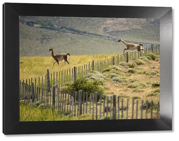 South America, Patagonia, Chile, Torres del Paine, Guanacos jumping fence