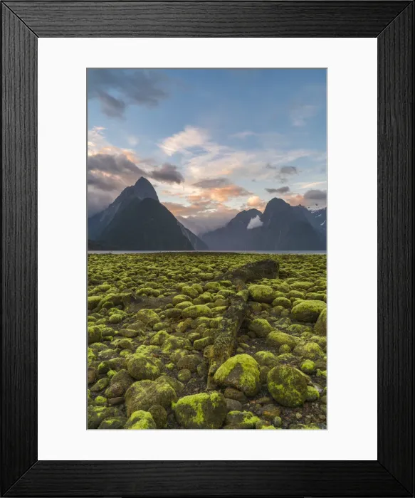 Framed Print : Dead log and green seaweed on the shore with low tide at sunset Framed Print : Dead log and green seaweed on the shore with low tide at sunset