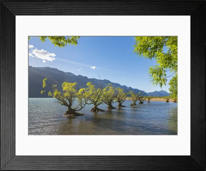 Framed Print : Willow trees in the waters of Lake Wakatipu. Glenorchy, Queenstown Lakes district Framed Print : Willow trees in the waters of Lake Wakatipu. Glenorchy, Queenstown Lakes district