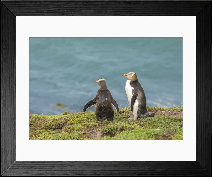 Framed Print : Couple of yellow eyed penguins at Katiki Point in summer