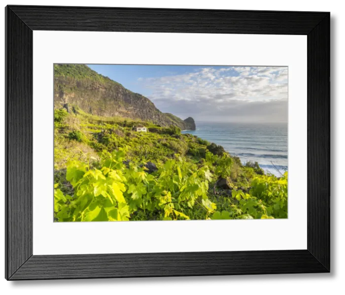 Framed Print : Vineyard and fruit plantations, with Clerigo Point in the background Framed Print : Vineyard and fruit plantations, with Clerigo Point in the background