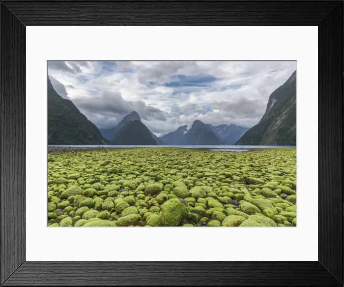 Framed Print : Rocks covered in green seaweed on the shore of Milford Sound with low tide. Fiordland NP Framed Print : Rocks covered in green seaweed on the shore of Milford Sound with low tide. Fiordland NP