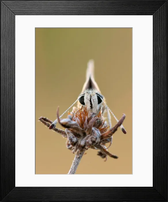 Framed Print : Pyrgus malvoides, butterfly, Salata di Mongiardino, Piedmont, Italy Framed Print : Pyrgus malvoides, butterfly, Salata di Mongiardino, Piedmont, Italy