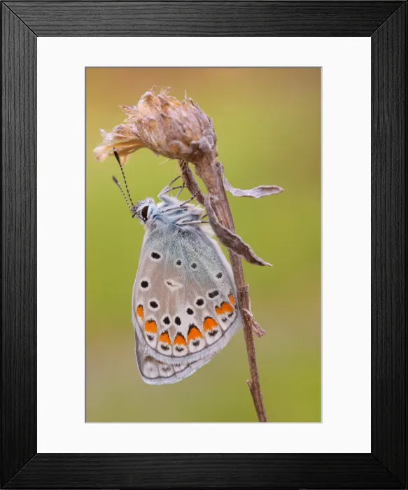 Framed Print : Polyommatus icarus, Liguria, Italy Framed Print : Polyommatus icarus, Liguria, Italy