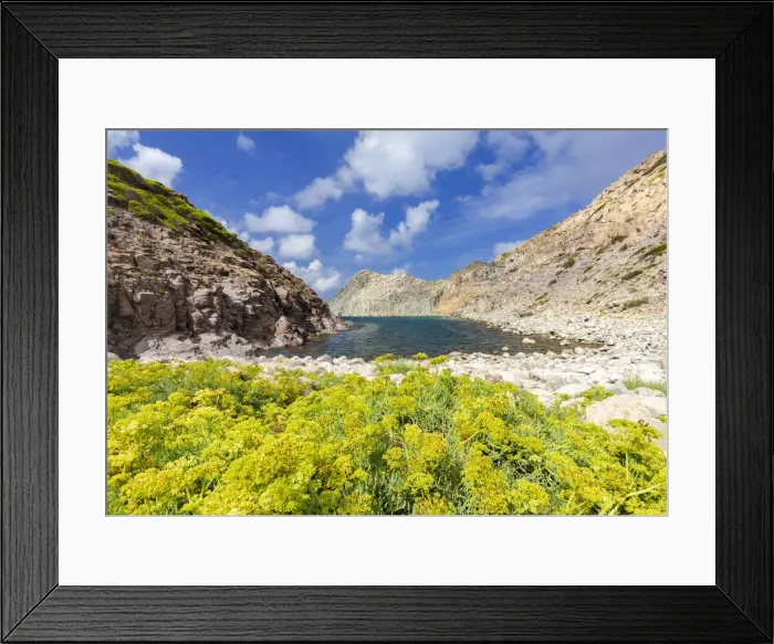 Framed Print : Yellow flowers at Cala Fico Beach, San Pietro Island, Sud Sardegna province, Sardinia Framed Print : Yellow flowers at Cala Fico Beach, San Pietro Island, Sud Sardegna province, Sardinia