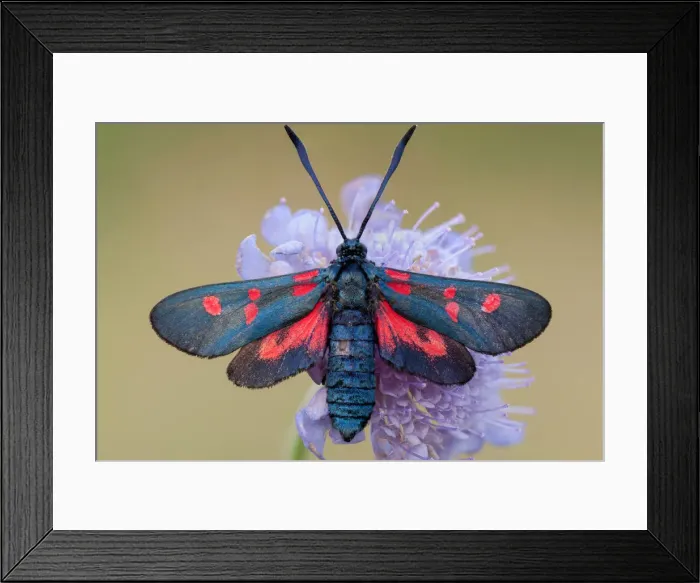 Framed Print : Zygaena filipendulae Framed Print : Zygaena filipendulae
