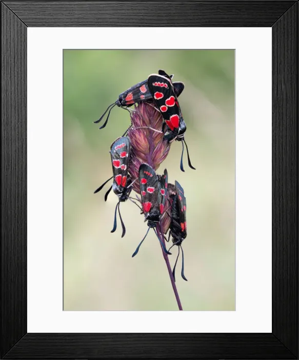 Framed Print : Zygaena carniolica, Liguria, Vobbia, Genoa Framed Print : Zygaena carniolica, Liguria, Vobbia, Genoa