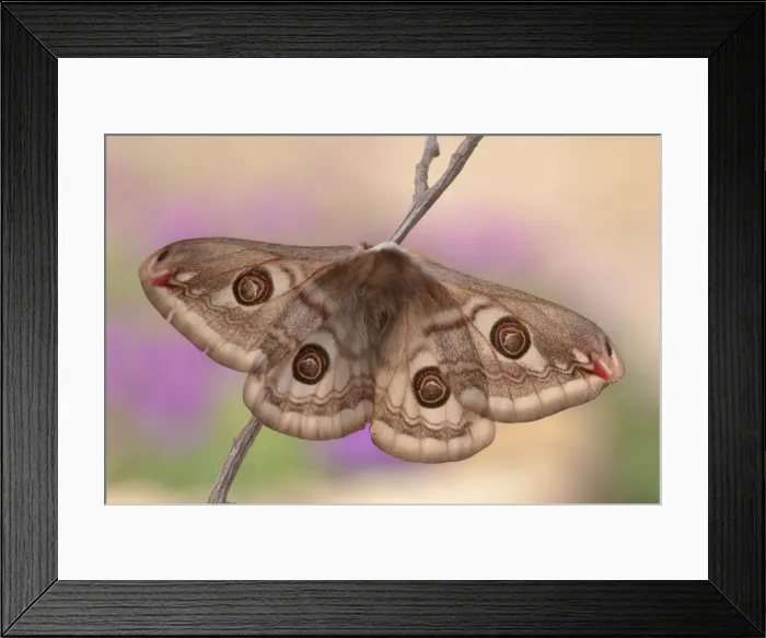Framed Print : Saturnia pavoniella, Casareggio, Liguria, Italy Framed Print : Saturnia pavoniella, Casareggio, Liguria, Italy
