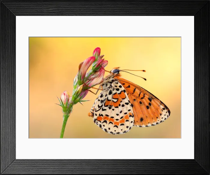 Framed Print : Melitaea didyma, piedmont, salata, italy Framed Print : Melitaea didyma, piedmont, salata, italy