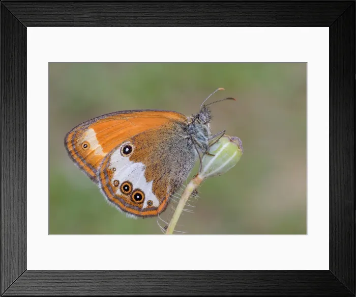 Framed Print : Coenonympha arcania, Liguria, Vobbia