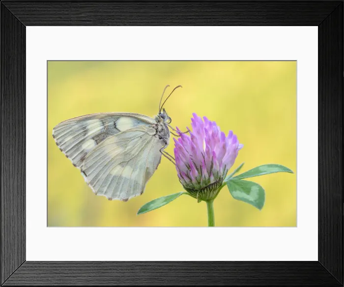 Framed Print : Melanargia galathea, Casareggio, Liguria, Vobbia, Italy Framed Print : Melanargia galathea, Casareggio, Liguria, Vobbia, Italy