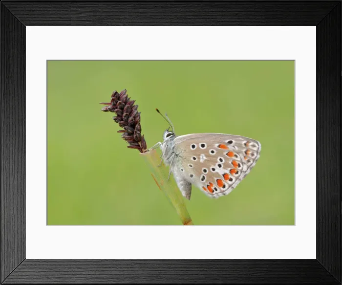 Framed Print : Polyommatus bellargus, Liguria, Italy Framed Print : Polyommatus bellargus, Liguria, Italy