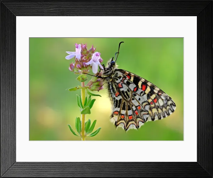 Framed Print : Zerynthia rumina, Lac de Serre-Ponson, Francia, Durance, Ubaye, France Framed Print : Zerynthia rumina, Lac de Serre-Ponson, Francia, Durance, Ubaye, France