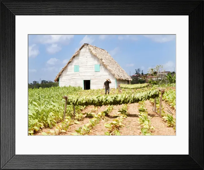 Framed Print : Tobacco farm in Vinales valley, Cuba, Caribbean Framed Print : Tobacco farm in Vinales valley, Cuba, Caribbean