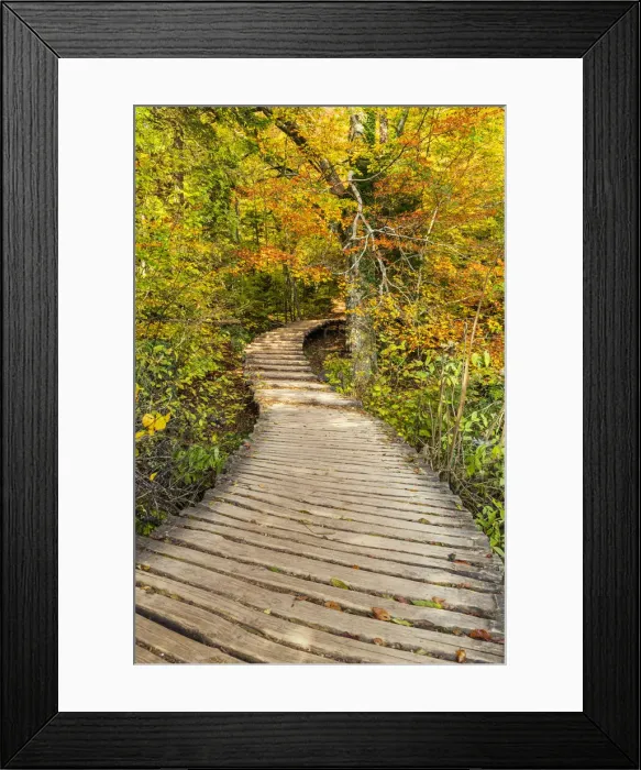 Framed Print : Wooden Boardwalk Through Autumn Wood, Plitvice National Park, Croatia Framed Print : Wooden Boardwalk Through Autumn Wood, Plitvice National Park, Croatia