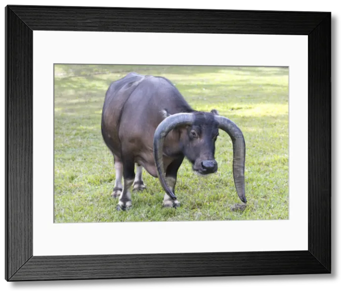 Framed Print : Long horned bull, Vinales, Cuba Framed Print : Long horned bull, Vinales, Cuba