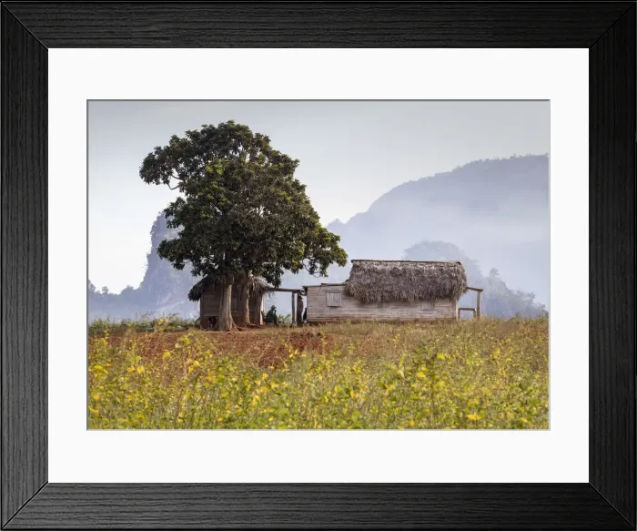 Framed Print : Thatched roof tobacco drying house, Vinales valley, West Cuba, Caribbean Framed Print : Thatched roof tobacco drying house, Vinales valley, West Cuba, Caribbean